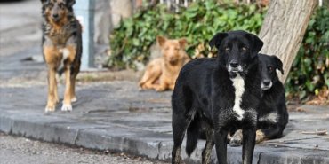 Istanbul8217da-Sahipsiz-Hayvanlarin-Yuzde-468217si-Toplandi-featured