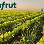 KNFRT: Konfrut Tarım'dan Kâr Dağıtımı Yok Kararı 10 KNFRT-Konfrut-Tarim8217dan-Kar-Dagitimi-Yok-Karari-featured