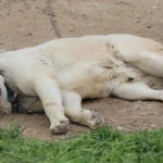 Kangal-Kopeklerinde-Ani-Hava-Degisimleri-Tuy-Dokumune-Yol-Acti-featured