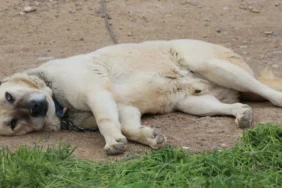 Kangal-Kopeklerinde-Ani-Hava-Degisimleri-Tuy-Dokumune-Yol-Acti-featured