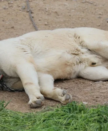 Kangal-Kopeklerinde-Ani-Hava-Degisimleri-Tuy-Dokumune-Yol-Acti-featured