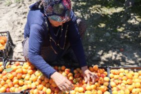 Kayisi-Fiyati-80-TL8217ye-Yaklasti-Erkenci-Hasat-Basladi-featured