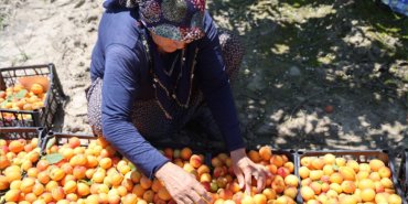 Kayisi-Fiyati-80-TL8217ye-Yaklasti-Erkenci-Hasat-Basladi-featured