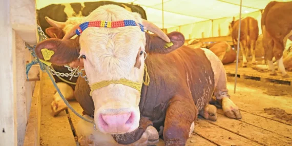 Kurbanlık Fiyatları Yüzde 33 Arttı, Sevkiyatlar Sabit Kal