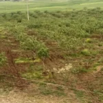 Siirt-Fistiginda-Var-Yili-Beklentisi-Yagislar-Uretimi-ve-Talebi-Artiracak-featured