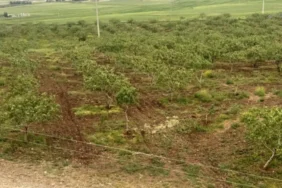 Siirt-Fistiginda-Var-Yili-Beklentisi-Yagislar-Uretimi-ve-Talebi-Artiracak-featured