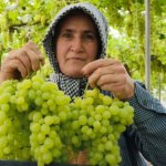Silifke8217de-Ilk-Turfanda-Uzum-Kg8217i-600-TL8217den-Ihrac-Edildi-featured