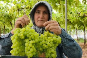 Silifke8217de-Ilk-Turfanda-Uzum-Kg8217i-600-TL8217den-Ihrac-Edildi-featured