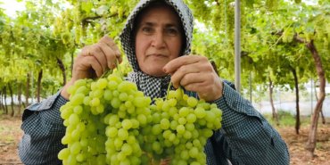 Silifke8217de-Ilk-Turfanda-Uzum-Kg8217i-600-TL8217den-Ihrac-Edildi-featured
