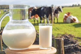 Sut-Uretimi-0.8-Dustu-Ayran-ve-Kefir-Uretimi-19.2-Artti-featured