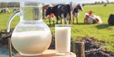 Sut-Uretimi-0.8-Dustu-Ayran-ve-Kefir-Uretimi-19.2-Artti-featured