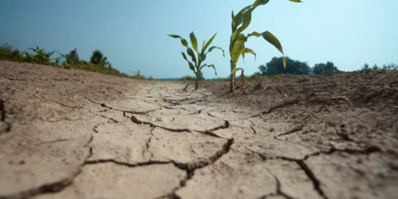 El Niño Tehdidi: Küresel Ekonomi 3-7 Trilyon Dolar Zarar Görebilir
