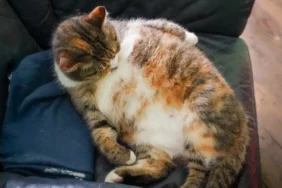 GLP-1-Evcil-Hayvan-Tedavileri-Kedi-Pazari-Buyuyor-featured