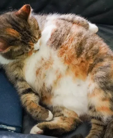 GLP-1-Evcil-Hayvan-Tedavileri-Kedi-Pazari-Buyuyor-featured