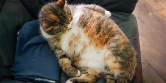 GLP-1 Evcil Hayvan Tedavileri: Kedi Pazarı Büyüyor