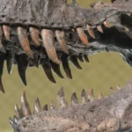 T-rex iskeleti rekor fiyata satıldı: 50,1 milyon dolarla tarihin en pahalı dinozor fosili oldu 8 T-rex-iskeleti-rekor-fiyata-satildi-501-milyon-dolarla-tarihin-en-pahali-dinozor-fosili-oldu-featured