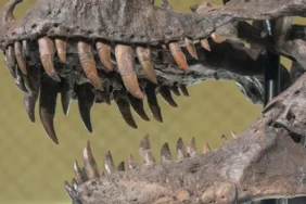 T-rex-iskeleti-rekor-fiyata-satildi-501-milyon-dolarla-tarihin-en-pahali-dinozor-fosili-oldu-featured