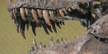 T-rex iskeleti rekor fiyata satıldı: 50,1 milyon dolarla tarihin en pahalı dinozor fosili oldu 33 T-rex-iskeleti-rekor-fiyata-satildi-501-milyon-dolarla-tarihin-en-pahali-dinozor-fosili-oldu-featured