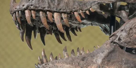 T-rex iskeleti rekor fiyata satıldı: 50,1 milyon dolarla tarihin en pahalı dinozor fosili oldu