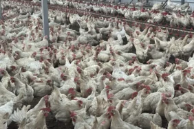 Brezilya'nın AB'ye tavuk ve bal ihracatı umudu 1 Brezilya8217nin-AB8217ye-tavuk-ve-bal-ihracati-umudu-featured