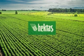 Hektaş (HEKTS) Zarar Açıklaması: Finansal Görünüm Ne Diyor? 4 Hektas-HEKTS-Zarar-Aciklamasi-Finansal-Gorunum-Ne-Diyor-featured
