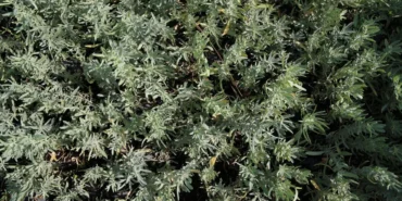 Mardin-Yoncasi-Meralara-Yayiliyor-4-Milyon-Fidan-Ucretsiz-Dagitilacak-featured