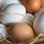 Salmonella-alarmi-buyuyor-15-milyon-koli-yumurta-geri-cagrildi-featured