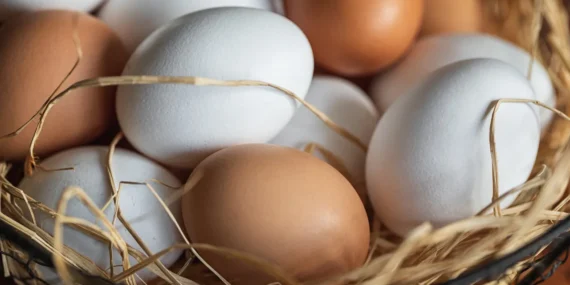 Salmonella alarmı büyüyor: 1,5 milyon koli yumurta geri çağrıldı