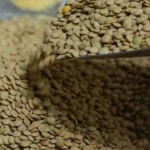 Yesil-Mercimek-Uretimi-62-Artti-TMO-Alim-Fiyatini-Belirledi-featured