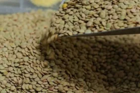 Yesil-Mercimek-Uretimi-62-Artti-TMO-Alim-Fiyatini-Belirledi-featured