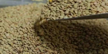 Yesil-Mercimek-Uretimi-62-Artti-TMO-Alim-Fiyatini-Belirledi-featured