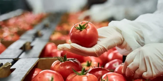 Ağustos Gıda Denetimleri: 186,5 Milyon TL Ceza Kesildi