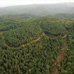 DMM'den Orman Alanları İddialarına Yalanlama 14 DMM8217den-Orman-Alanlari-Iddialarina-Yalanlama-featured