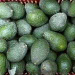 Hindistan8217da-Avokado-Pazari-Ikiye-Katlandi-Unlu-Oyuncu-Etkisi-featured