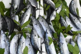 Palamut-Bollugu-Tezgahlara-Dondu-Fiyatlar-Uygunlasti-featured