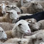 ABD'den Çin'e 'Mıknatıs' Ültimatomu: Tedarik Etmezseniz %200 Tarife Gelir 2 thumbnail