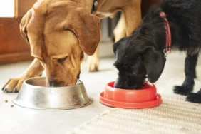 Almanya'da Köpek Vergisi Rekor Seviyede 3 Almanya8217da-Kopek-Vergisi-Rekor-Seviyede-featured
