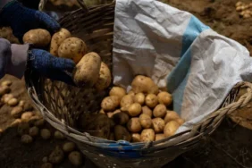 Almanya8217da-Patates-Fiyatlari-11.3-Zamlandi-featured