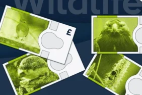 Ingiltere-Yeni-Banknotlarda-Yerli-Yaban-Hayvanlarini-Kullanacak-featured